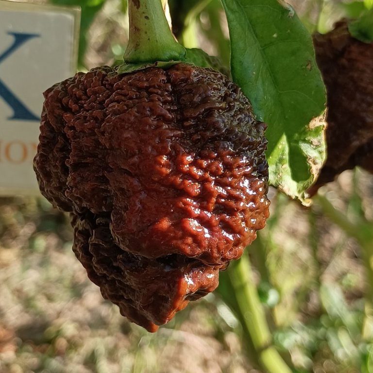 Una gran variedad de semillas exoticas