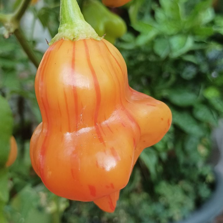Ofrecemos semillas de chiles de calidad superior