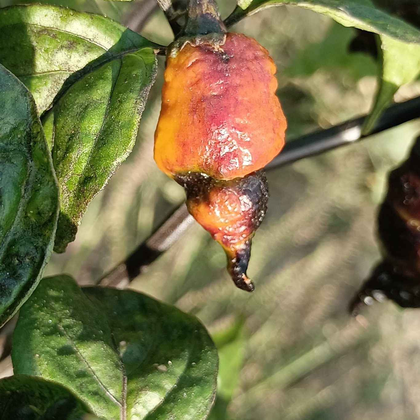 Pimiento maduro con tonos amarillos y naranjas, con una piel arrugada y oscura.