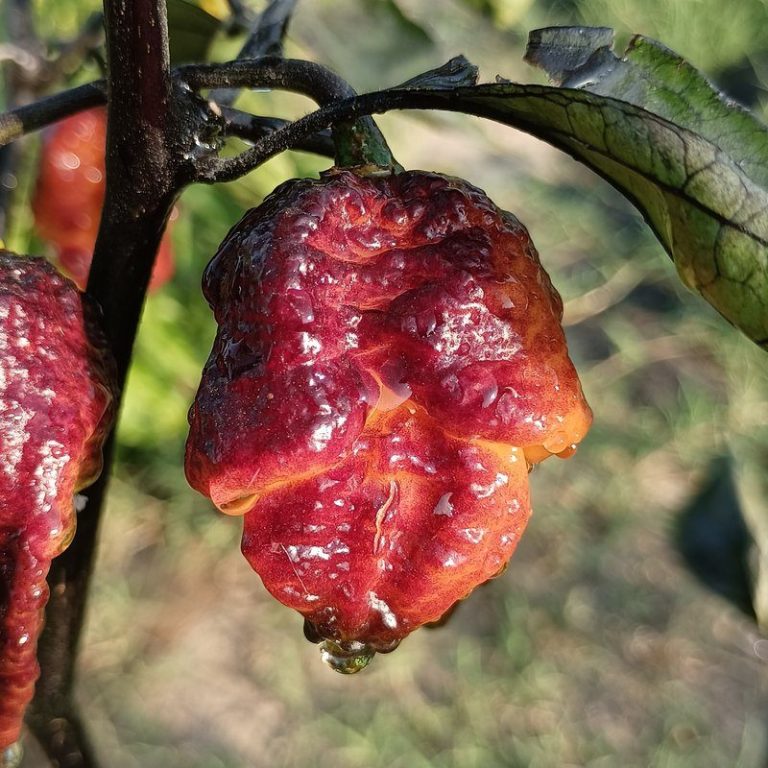 Un catalogo de chiles picantes