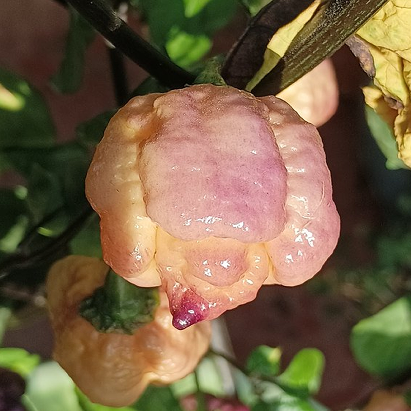 semillas de chiles y pimientos